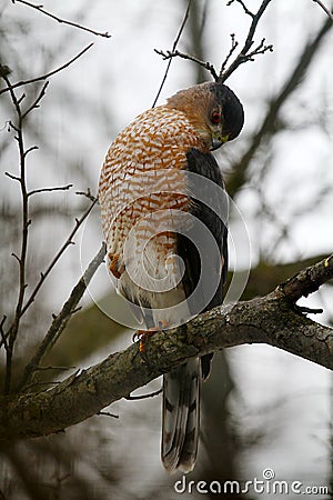 Adult Cooper`s Hawk Looking Down Sideways - Accipiter cooperii Stock Photo