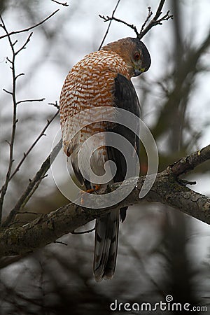 Adult Cooper`s Hawk Looking Down Sideways - Accipiter cooperii Stock Photo
