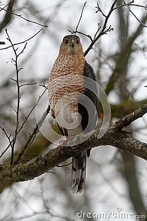 Adult Cooper`s Hawk Looking Straight On - Accipiter cooperii Stock Photo