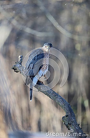 Adult Cooper's Hawk Perched on a Big Branch on a Wintry Day - Accipiter cooperii Stock Photo