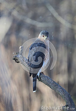 Adult Cooper's Hawk Perched on a Big Branch on a Wintry Day 6 - Accipiter cooperii Stock Photo