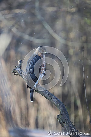 Adult Cooper's Hawk Perched on a Big Branch on a Wintry Day 7 - Accipiter cooperii Stock Photo