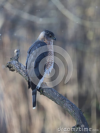 Adult Cooper's Hawk Perched on a Big Branch on a Wintry Day 4 - Accipiter cooperii Stock Photo