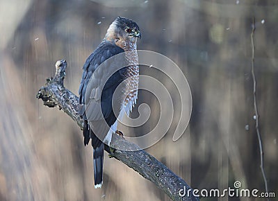 Adult Cooper's Hawk Perched on a Big Branch on a Wintry Day 2 - Accipiter cooperii Stock Photo