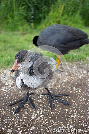 Adult coot with baby coot in grass. Eurasian coot family on farm. Waterfowl in park. Birds concept. Wild nature concept. Stock Photo