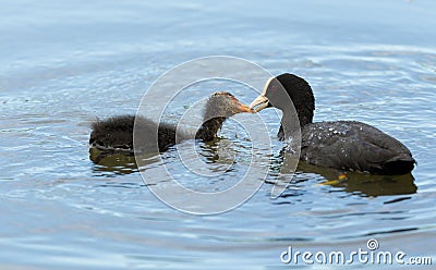 Adult coot feeding young Stock Photo