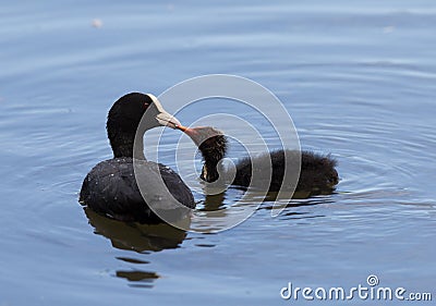 Adult coot feeding young Stock Photo