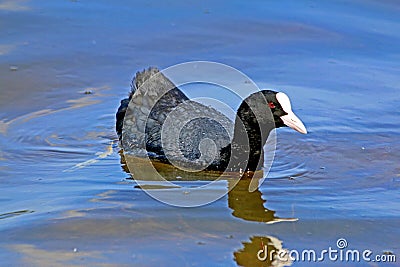 adult coot swims on almost mirror-smooth water with beautiful reflection Stock Photo