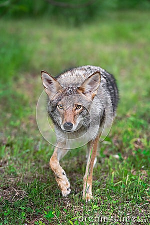 Adult Coyote Canis latrans Steps Forward Staring Summer Stock Photo