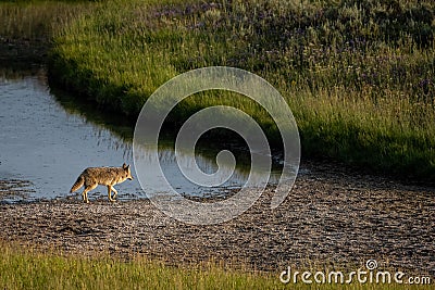 Adult Coyote Walks Along Stream Edge Stock Photo