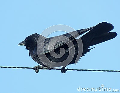 Crow, clinging to cable, in strong gale Stock Photo