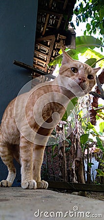 adult cute cat standing tall like a tiger Stock Photo