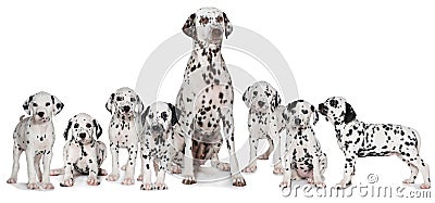 Adult dalmatian dog with puppies Stock Photo