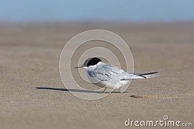 Adult Damara Tern resting on a beach Stock Photo