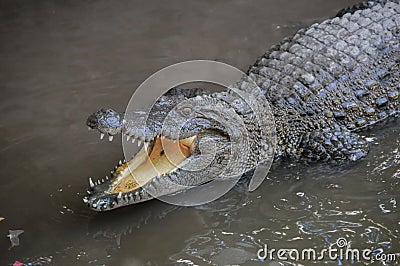 Adult Dangerous Crocodile Stock Photo
