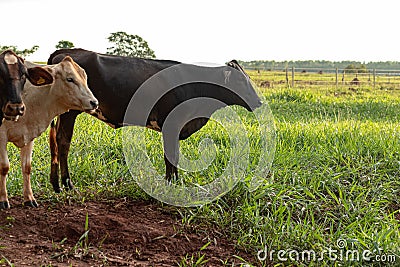 Adult dark cow Stock Photo