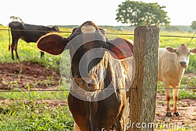Adult dark cow Stock Photo