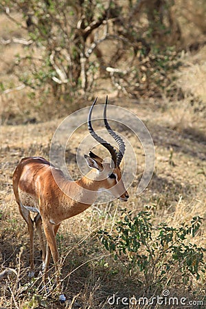 Adult delightful male of an antelope impala Stock Photo