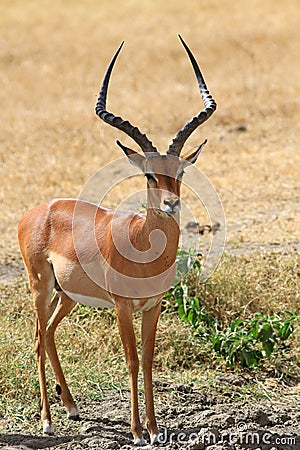 Adult delightful male of an antelope impala Stock Photo