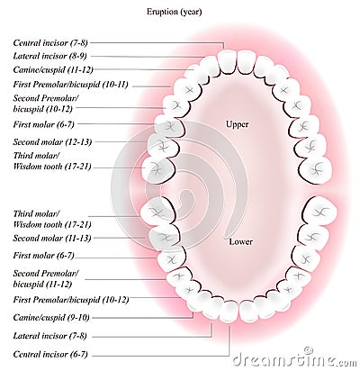 Adult dental chart Vector Illustration