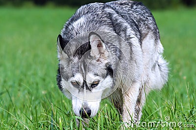 Adult dog breed alaskan malamute, fluffy, wet and dirty Stock Photo