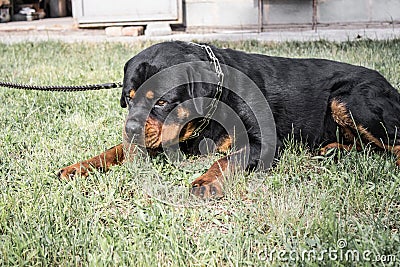 Adult dog. Breed Rottweiler. Puppies. Stock Photo