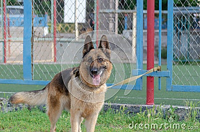 Adult Dog tied to metal fence. German Shepherd dog with collar a Stock Photo