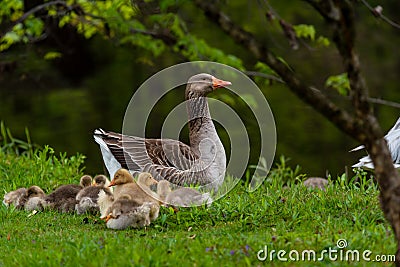 Adult domestic goose resting while young chicks feed in the grass Stock Photo