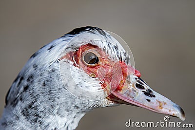 Adult duck portrait, real duck face red nose duck Stock Photo