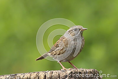 Adult dunnock, hedge sparrow, prunella modularis Stock Photo