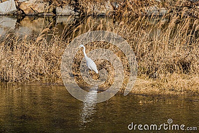 Adult egret standing in tall brown grass Stock Photo