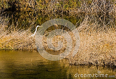 Adult egret in tall brown reeds Stock Photo