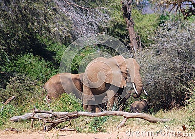 Adult elephant, Kenya Stock Photo