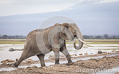 Adult elephant walking in wet mud in Amboseli in Kenya Stock Photo