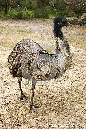 Adult emu (Dromaius novaehollandiae) Stock Photo