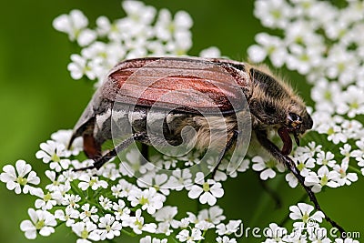 Adult European chafer is sitting on white flowers, close-up Stock Photo