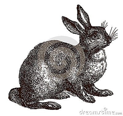 Adult European hare, lepus europaeus in side view sitting on the ground Vector Illustration