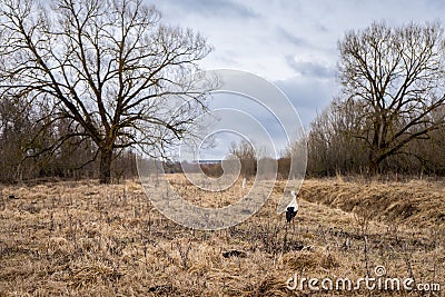 Adult European White Stork Standing In spring grass. Wild Field Bird In Sunset Time Stock Photo