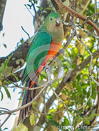 Adult Female Australian King Parrot Stock Photo