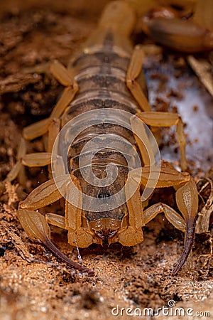 Adult Female Brazilian Yellow Scorpion Stock Photo