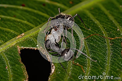 Adult Female Carpenter Ants Stock Photo