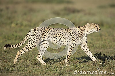 Adult Female Cheetah (Acinonyx jubatus) Tanzania Stock Photo