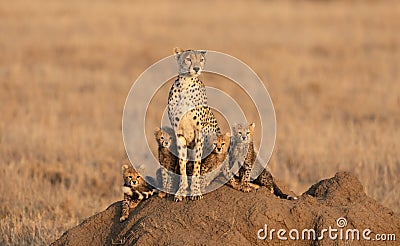 Adult female Cheetah with four small cubs Serengeti Tanzania Stock Photo