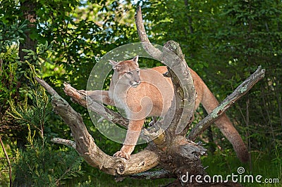 Adult Female Cougar (Puma concolor) Balances Stock Photo