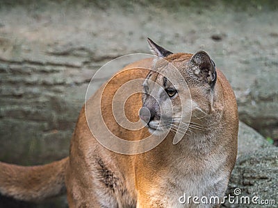 Adult female Cougar (Puma concolor) face with sad eyes. Stock Photo