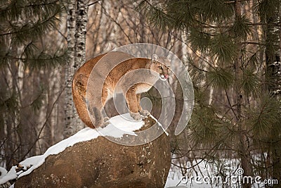 Adult Female Cougar Puma concolor Licks Nose on Rock Stock Photo