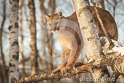 Adult Female Cougar Puma concolor Looks Down from Birch Branch Stock Photo