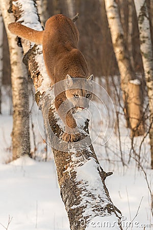 Adult Female Cougar Puma concolor Walks Down Tree Stock Photo