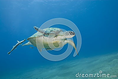 Adult female green turtle swimming. Stock Photo