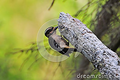 Adult female Hairy Woodpecker Stock Photo